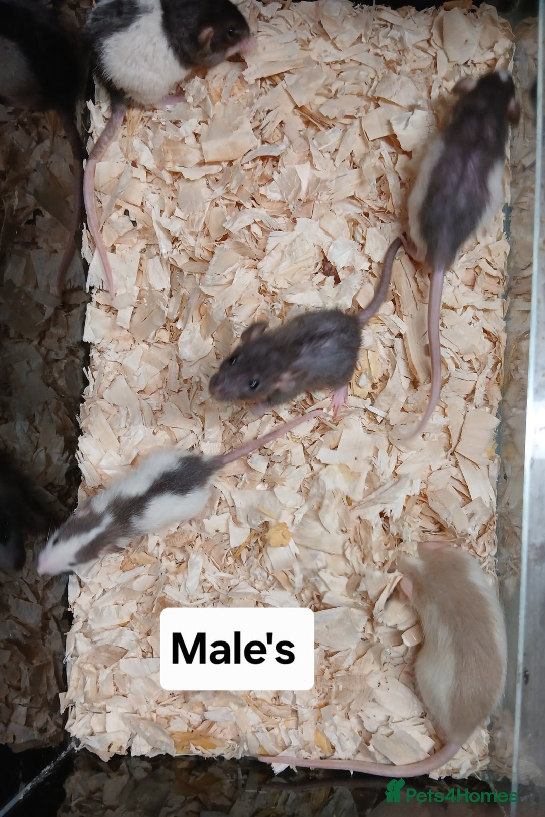 Rat rodents for sale: Baby Dumbo Rat's Males and Females - Image 10