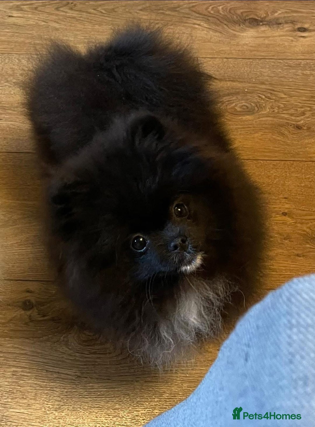Pomeranian dogs for sale: Black Pomeranian, imported lines (Russian/polish) - Image 2