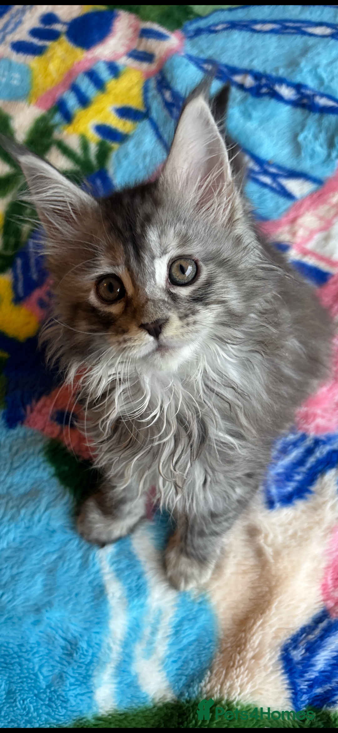 Maine Coon cats for sale: Stunning main coon kittens 🦁 - Advert 7