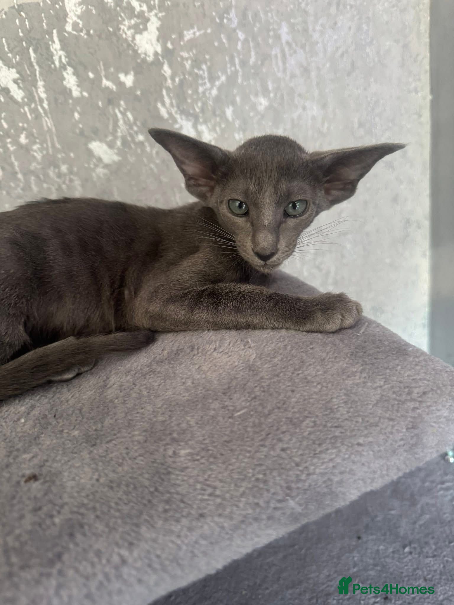 Oriental cats Stunning oriental girl  - Advert 1