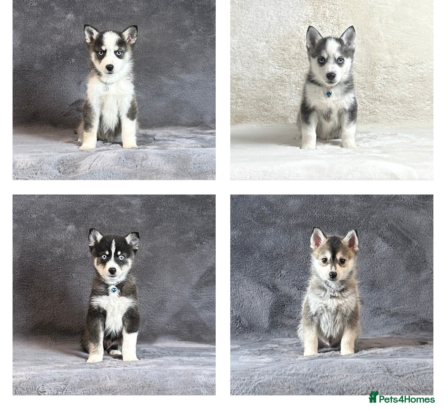 Pomsky dogs Stunning blue eyes f3 Pomsky puppies for sale - Advert 2