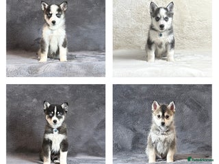 Pomsky dogs Stunning blue eyes f3 Pomsky puppies for sale - Advert 2