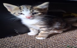 Mixed Breed cats for sale: Three kittens  - Image 3