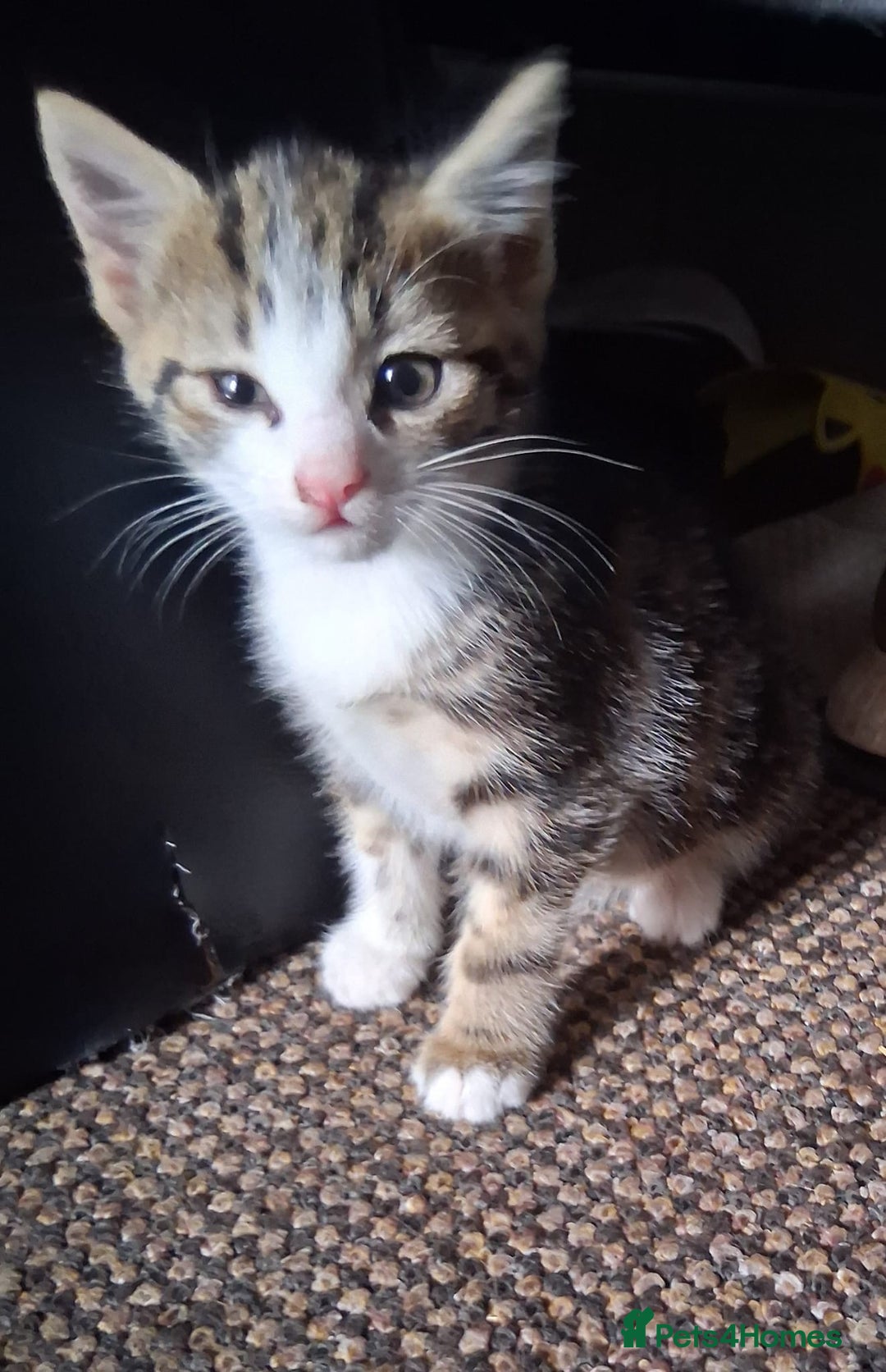 Mixed Breed cats for sale: Three kittens  - Image 3