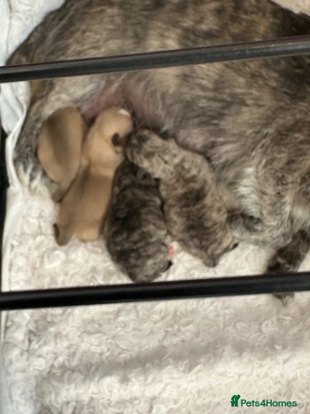 Chihuahua dogs for sale: 🐶💙 Brothers by Birth, Best Friends for Life 💙🐶 - Advert 10