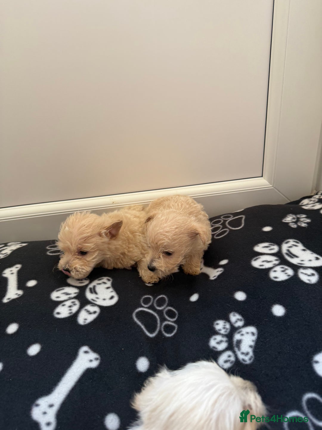 West Highland Terrier dogs for sale: DNA health tested Westie-poos  - Image 39