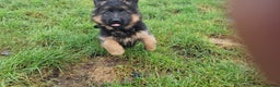 German Shepherd dogs for sale: German Shepherd pups  - Advert 15