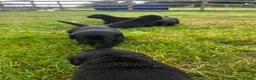Labrador Retriever dogs for sale: Beautiful Kennel Club Registered Labrador Puppies  - Advert 3