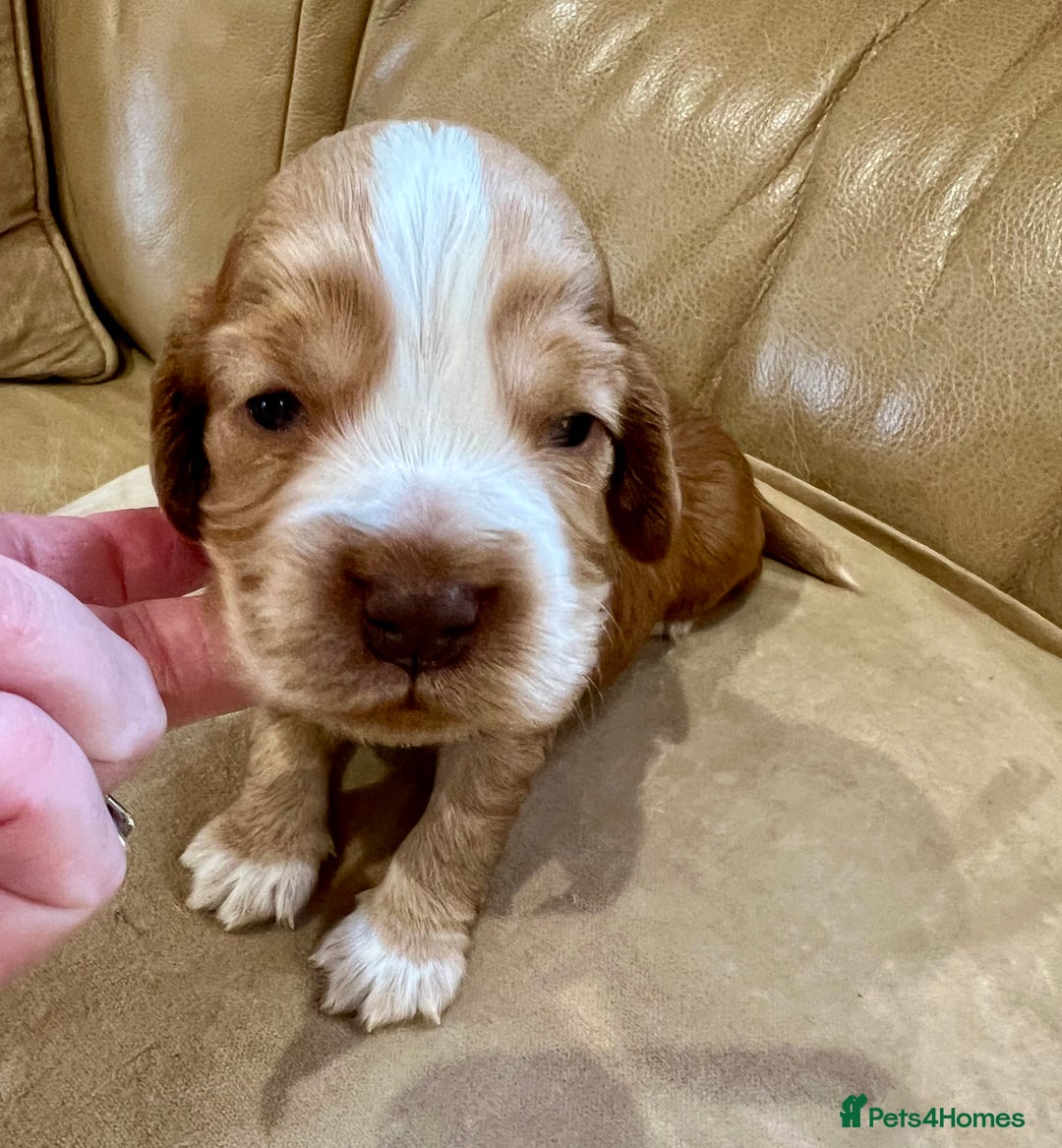 Cocker Spaniel dogs for sale: 4⭐️Licensed KC Reg English Show Cocker Spaniel - Image 3