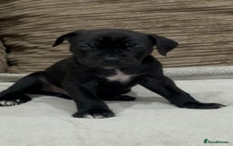 Cane Corso dogs for sale: Cane Corso Puppies for Sale - Image 6