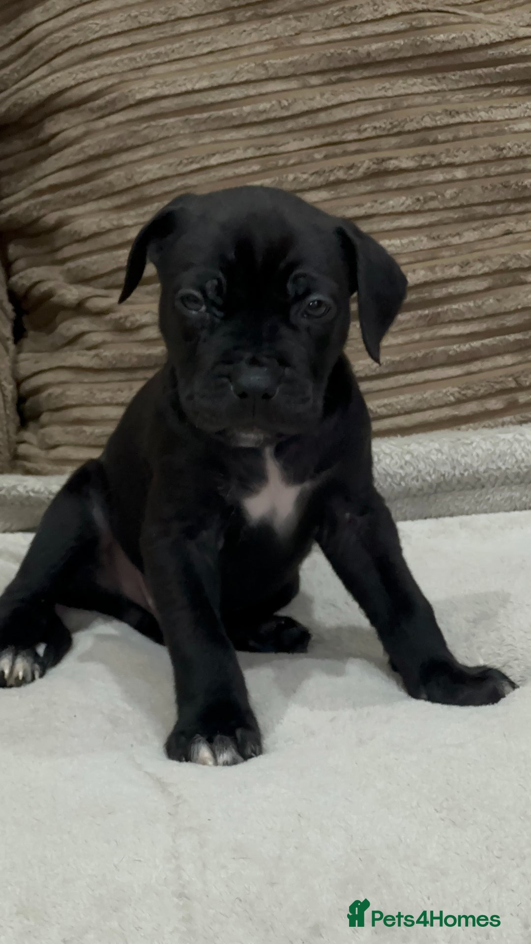 Cane Corso dogs for sale: Cane Corso Puppies for Sale - Image 6