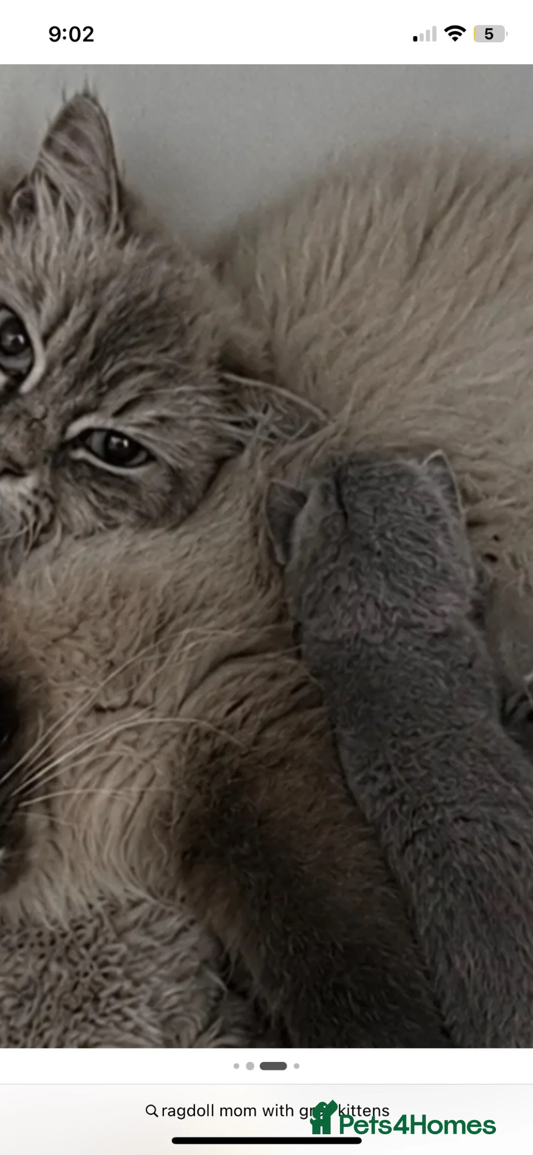 Ragdoll cats for sale: RAGDOLL MIX KITTENS X3 ready now  - Advert 2
