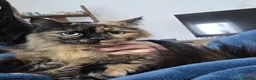 Mixed Breed cats for sale: Meet KoKo - Advert 4