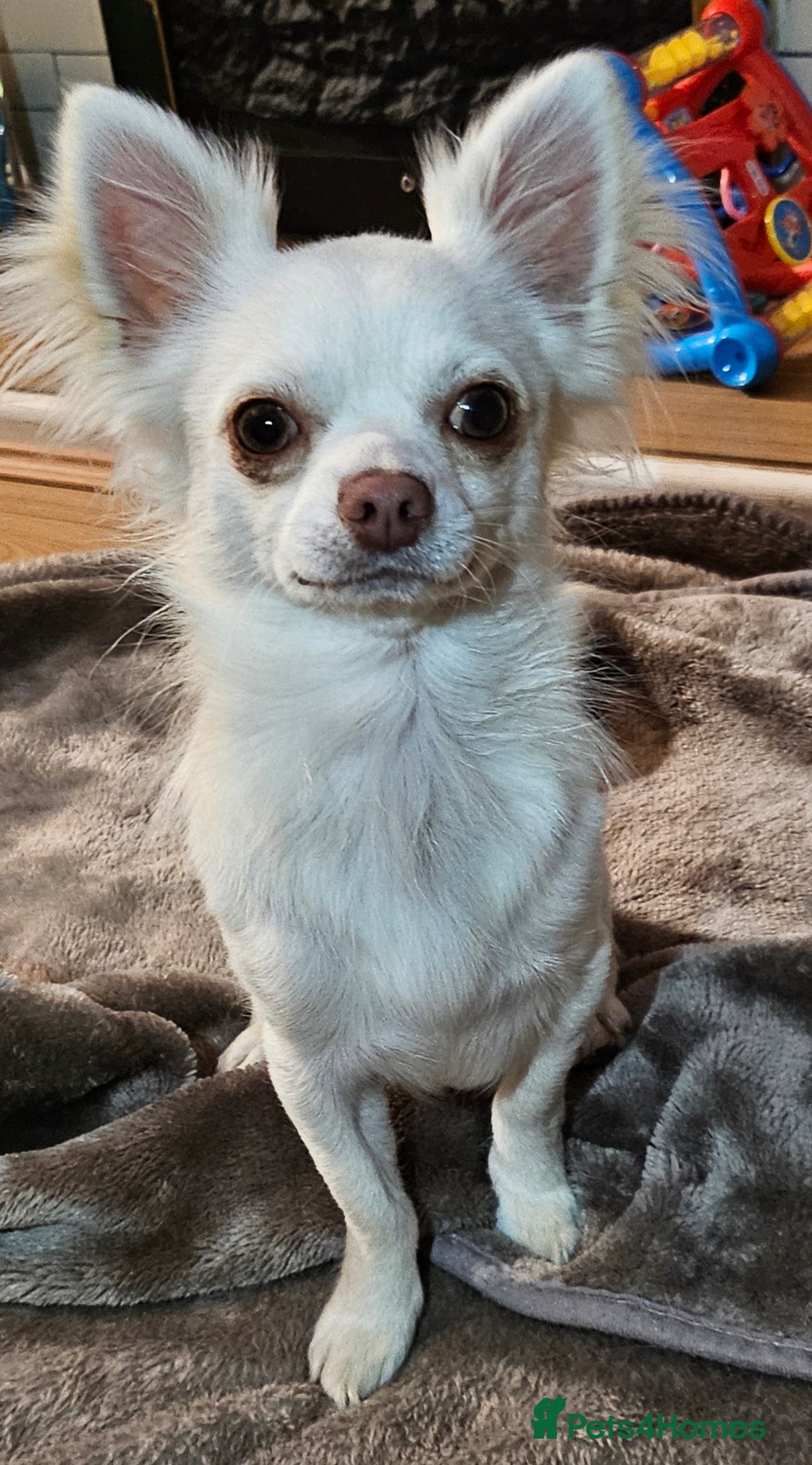 Chihuahua dogs for stud: Chihuahua for Stud - Image 2