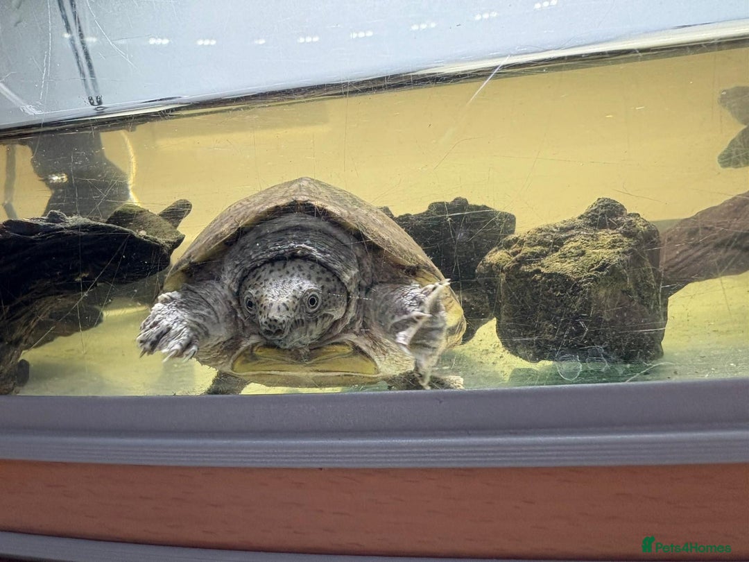 Turtle reptiles for sale: Razor Backed Musk Turtle - Image 4