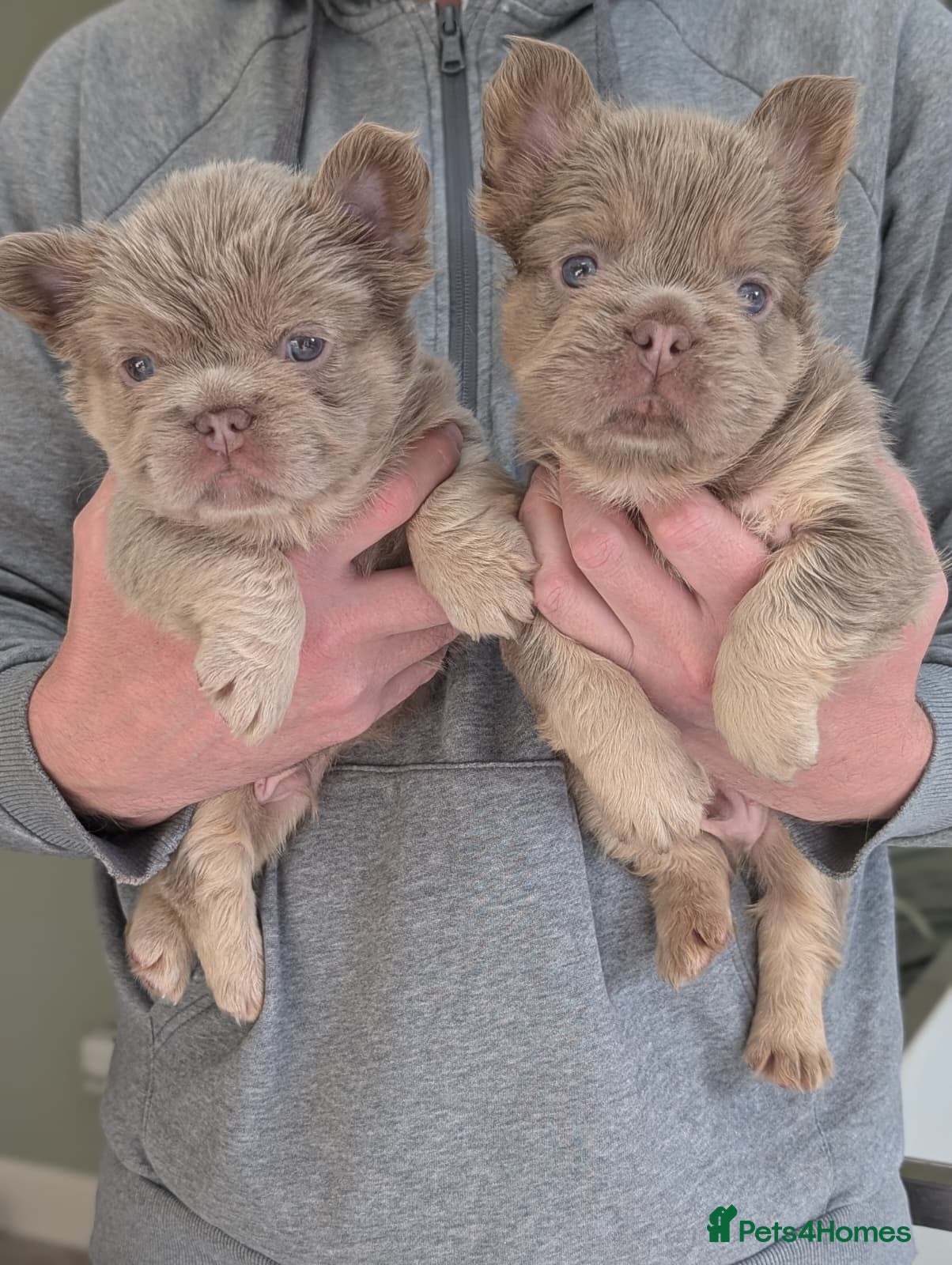 French Bulldog dogs 6 Amazing quality French bulldog pups - Advert 2