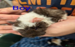 Guinea Pig rodents for sale: Stunning baby Lunkarya guinea pigs! 😍 - Image 8