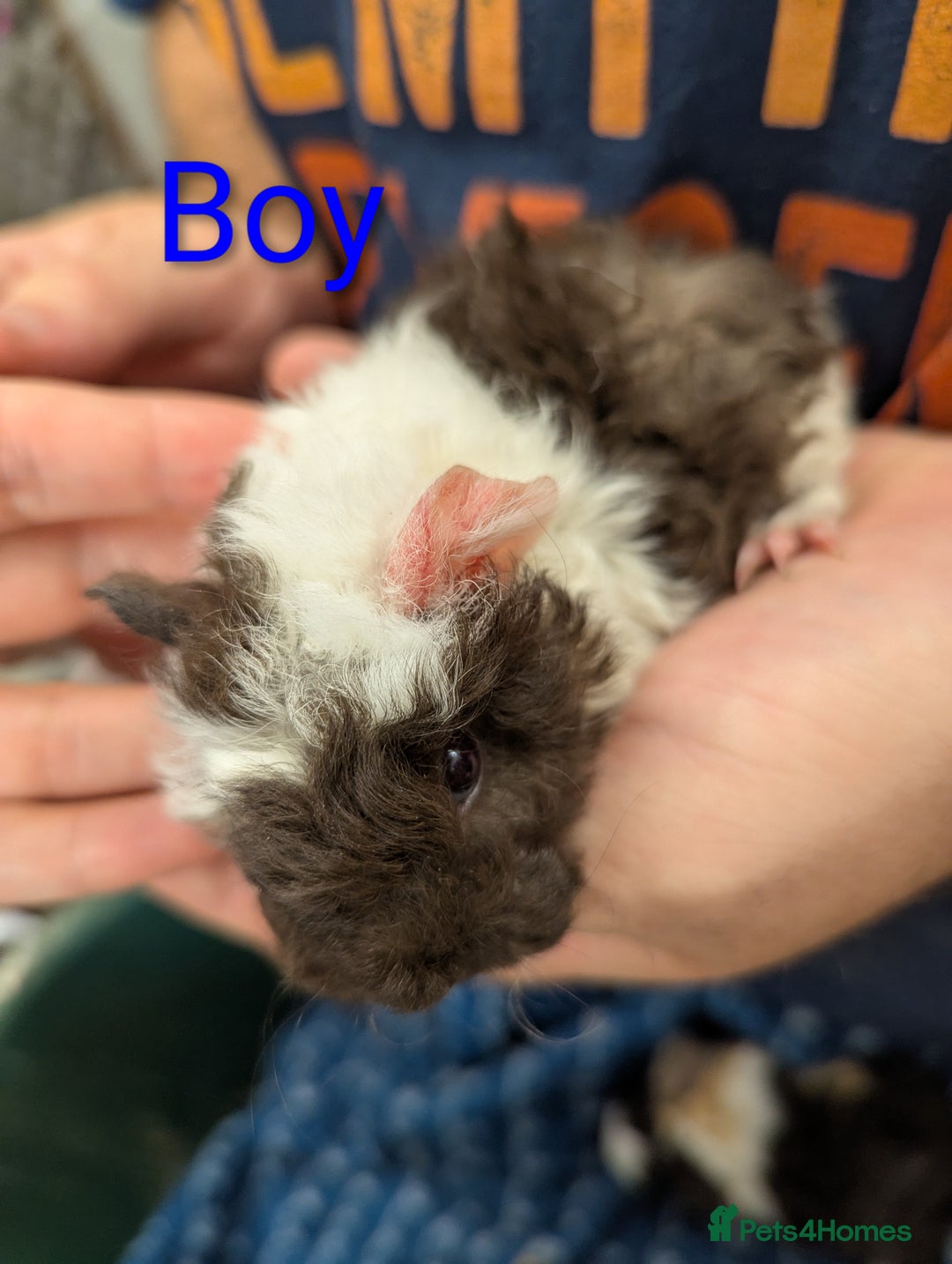 Guinea Pig rodents for sale: Stunning baby Lunkarya guinea pigs! 😍 - Image 8