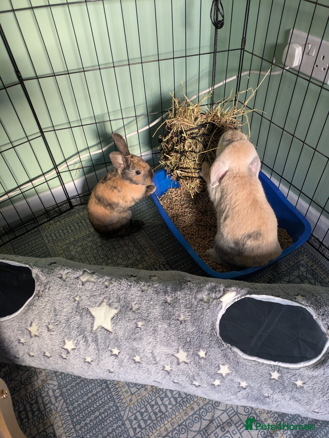 Mixed Breed rabbits for sale: Pair of Bonded Rabbits - Advert 1