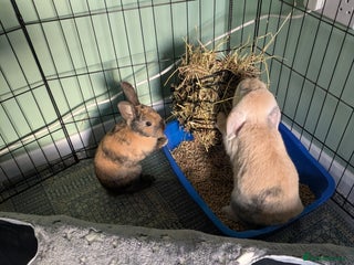 Mixed Breed rabbits Pair of Bonded Rabbits - Advert 1