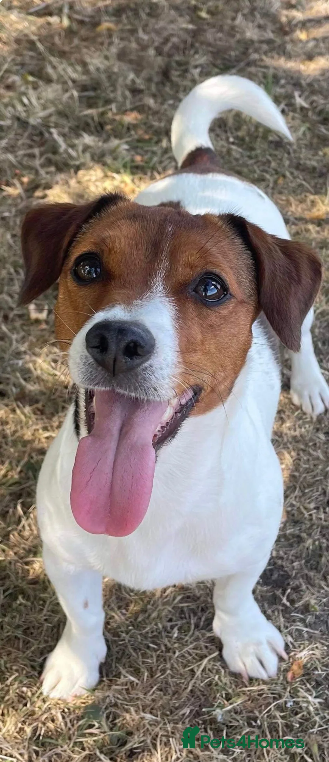 Jack Russell dogs for sale: Stunning Litter of Jack Russells in Alfreton - Advert 2