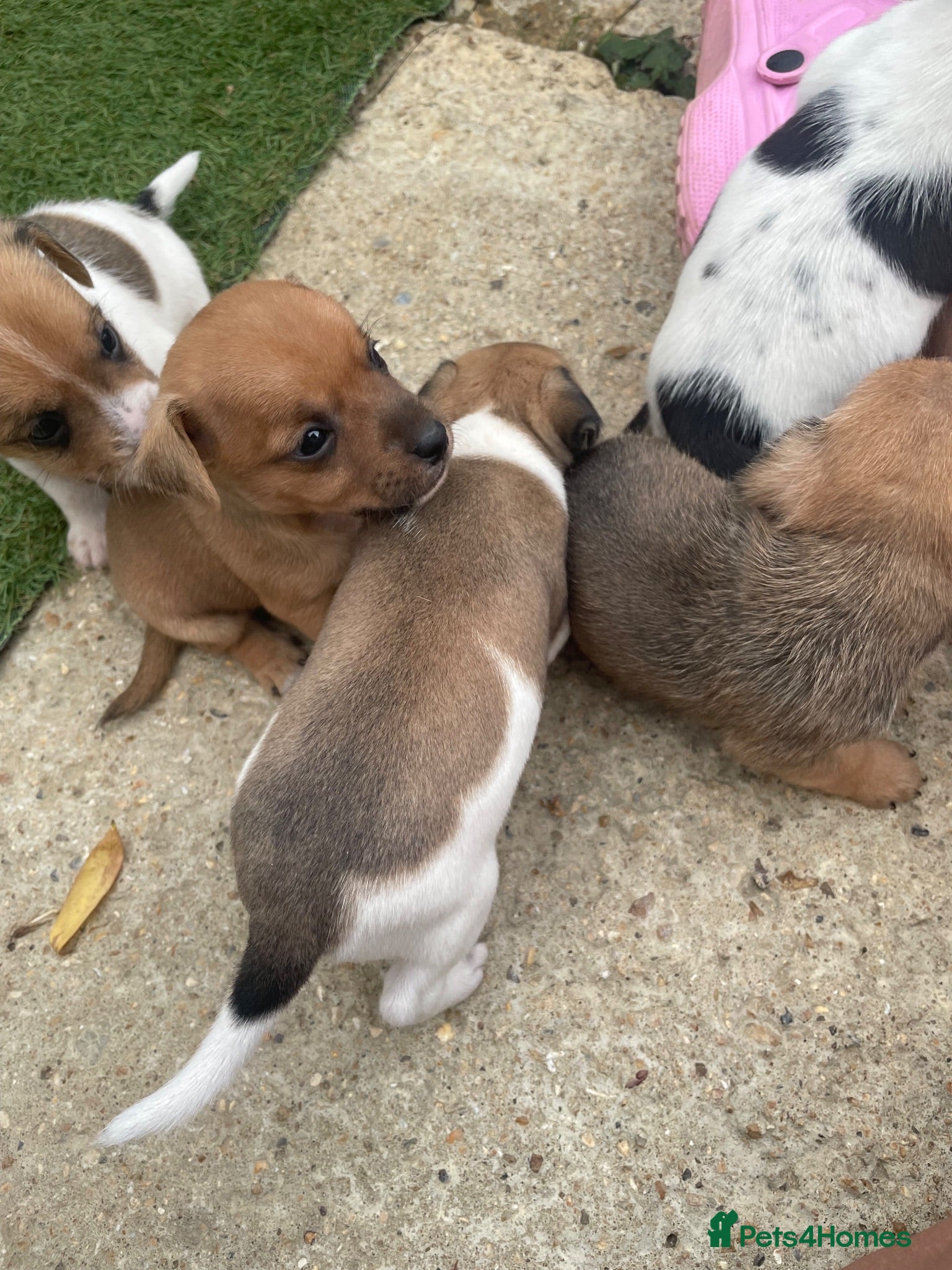 Jack Russell dogs Jack russle puppies  - Advert 6
