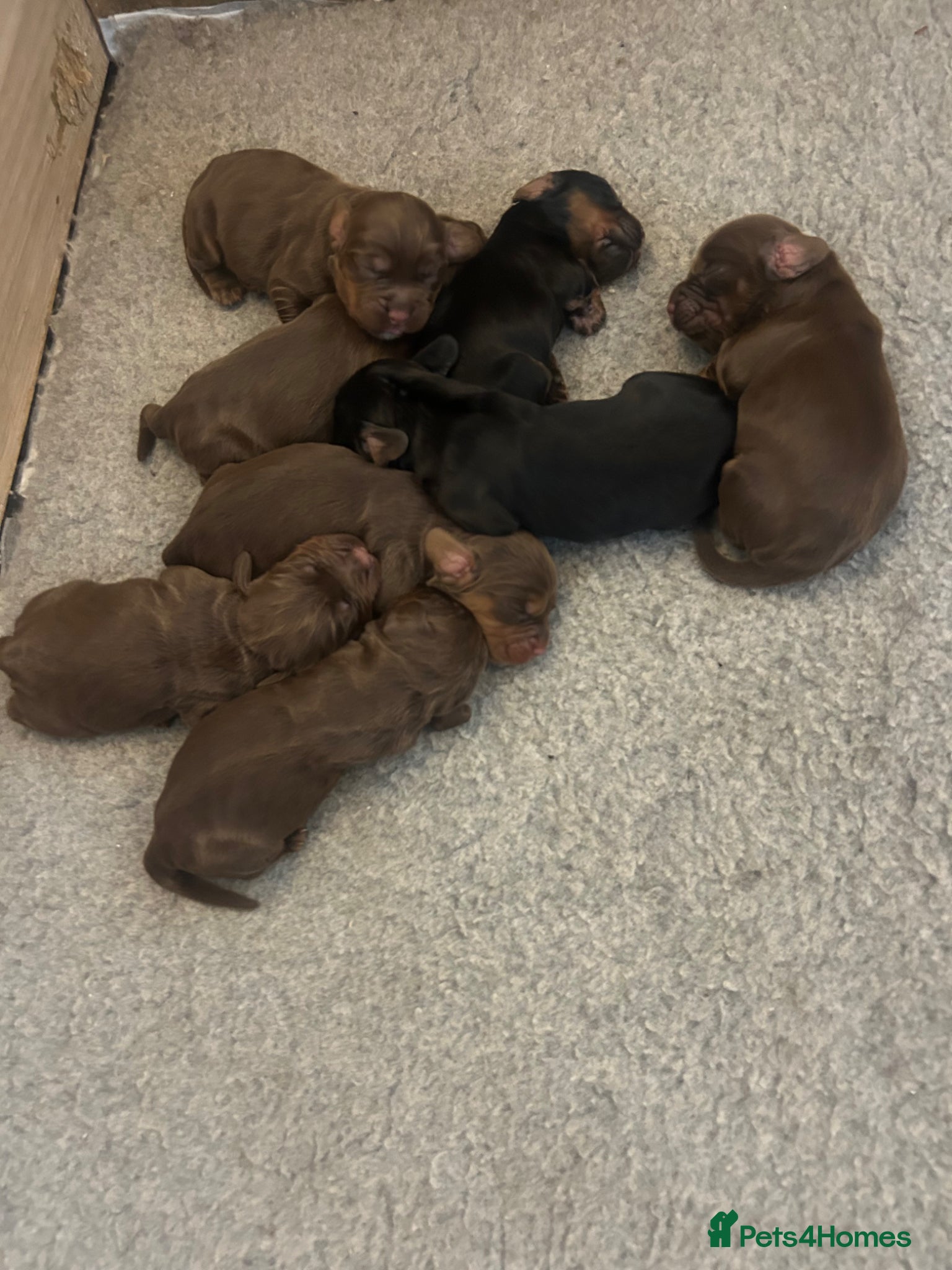 Cocker Spaniel dogs KC Cocker spaniels ready 2nd July.  - Advert 3