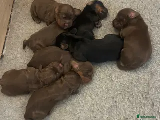 Cocker Spaniel dogs KC Cocker spaniels ready 2nd July. - Advert 3