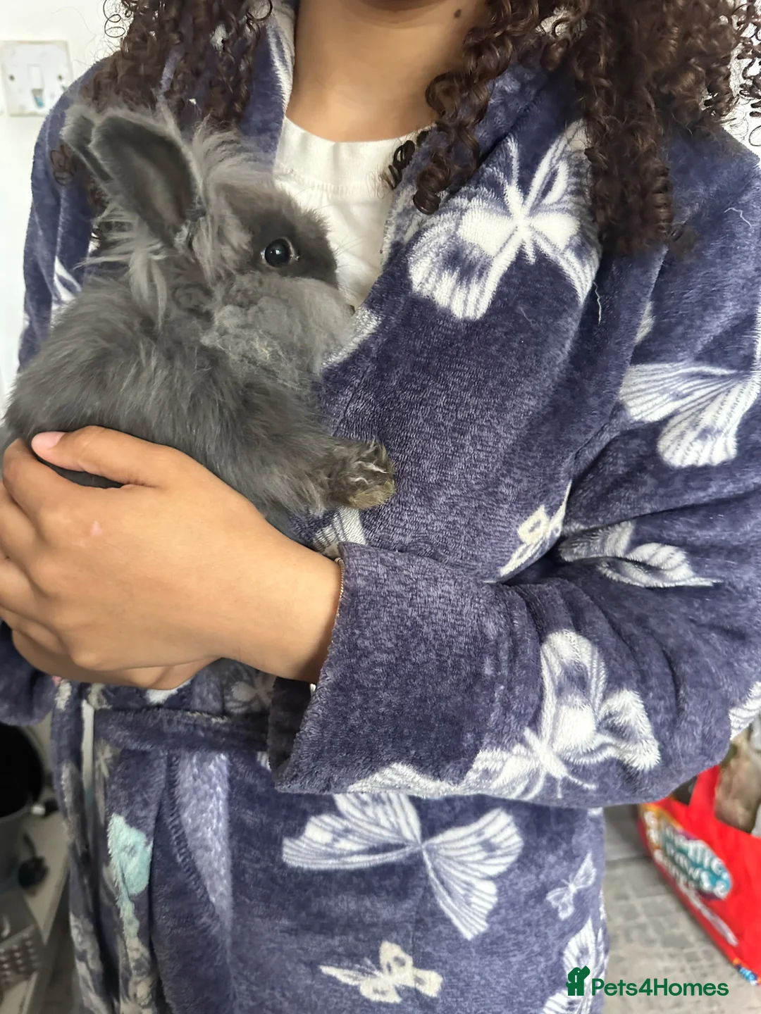 Mini Lion Lop rabbits for sale: Last  girl READY NOW X - Advert 4
