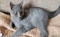 British Shorthair cats for sale: British Shorthair Boy - Image 2
