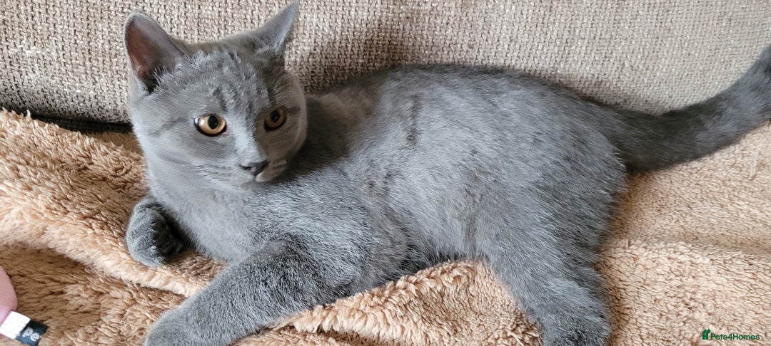 British Shorthair cats for sale: British Shorthair Boy - Image 2