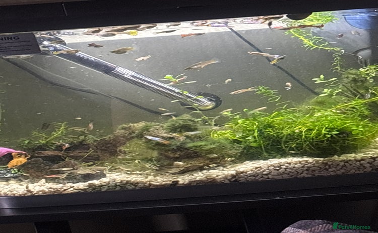 Tetras fish in York - Advert 1