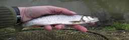 Minnows fish for sale: Native Fish Minnows, Carp, Perch, Silver Fish etc - Advert 6