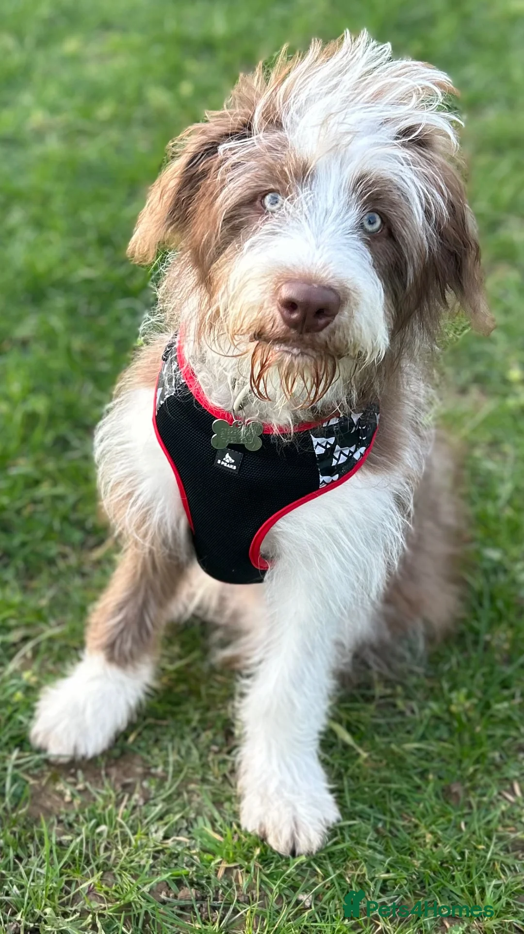 Bearded Collie dogs for sale: Bearded Collie in Chard - Advert 2
