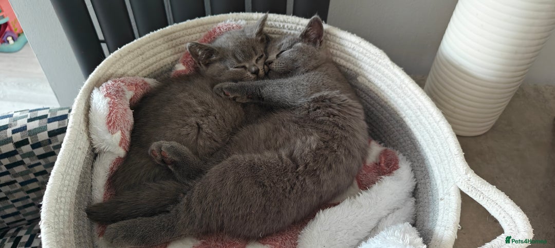 British Shorthair cats for sale: British shorthair blue / lilac kittens  - Image 19