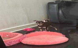 Chihuahua dogs for sale: Tiny chihuahua puppies KC in Coventry - Image 4