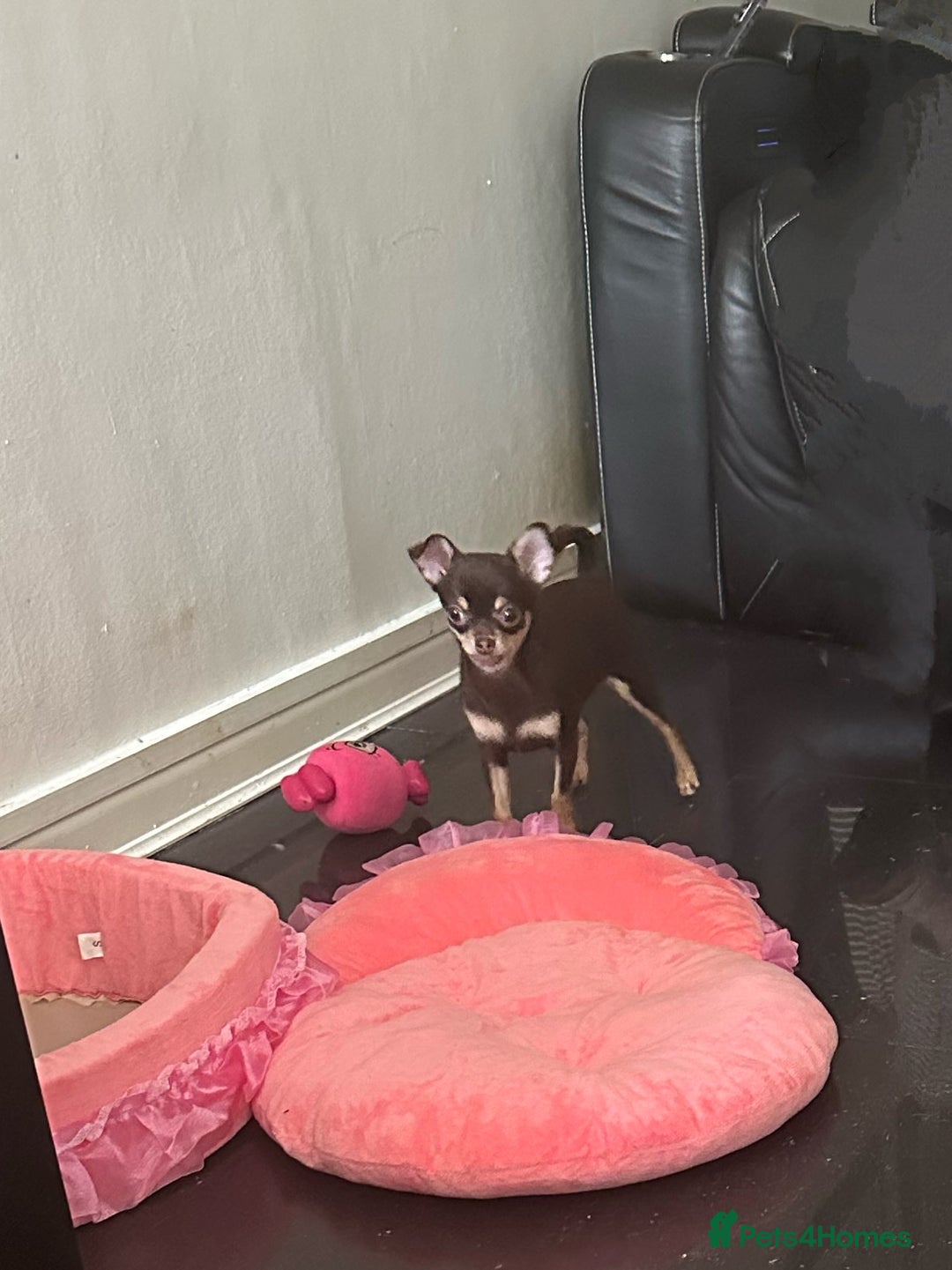 Chihuahua dogs for sale: Tiny chihuahua puppies KC in Coventry - Image 4
