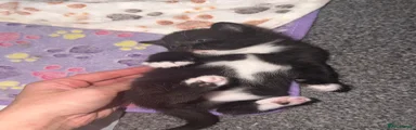 Scottish Fold Kitten 5
