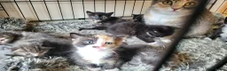 Mixed Breed cats for sale: 5 beautiful kittens - Advert 11