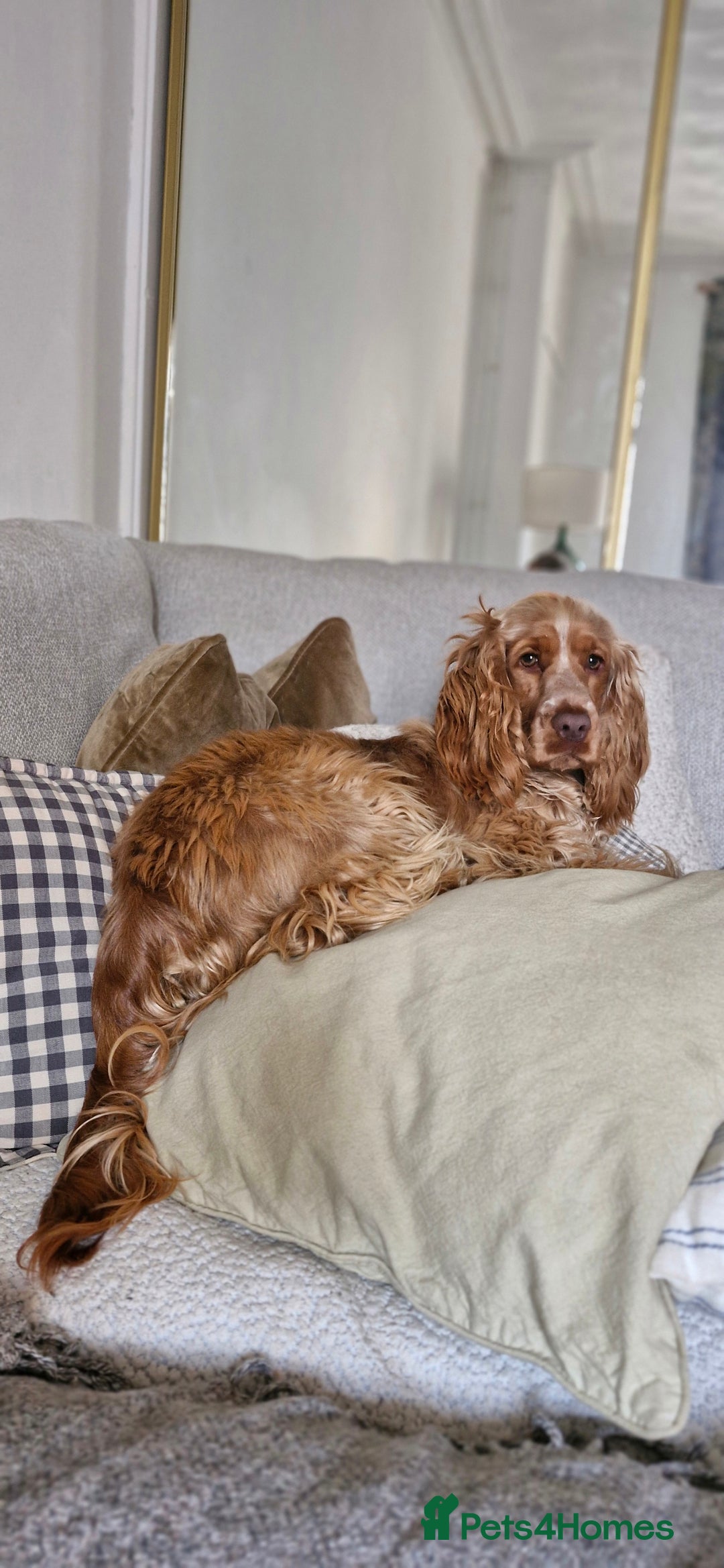 Cocker Spaniel dogs for sale: KC cocker spaniel for rehome  - Advert 6