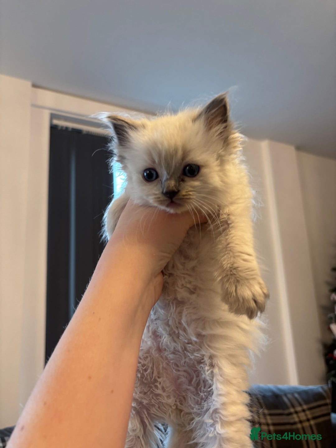 Ragdoll cats for sale: Beautiful ragdoll kittens  - Advert 4