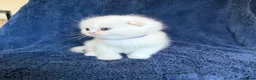 Scottish Fold cats for sale: Beautiful Scottish Fold & Straight Kittens - Advert 8