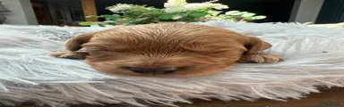 Cavapoo 5