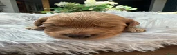 Cavapoo dogs for sale: ❤️ BEAUTIFUL F1B CAVAPOO PUPPIES 💙 - Advert 9