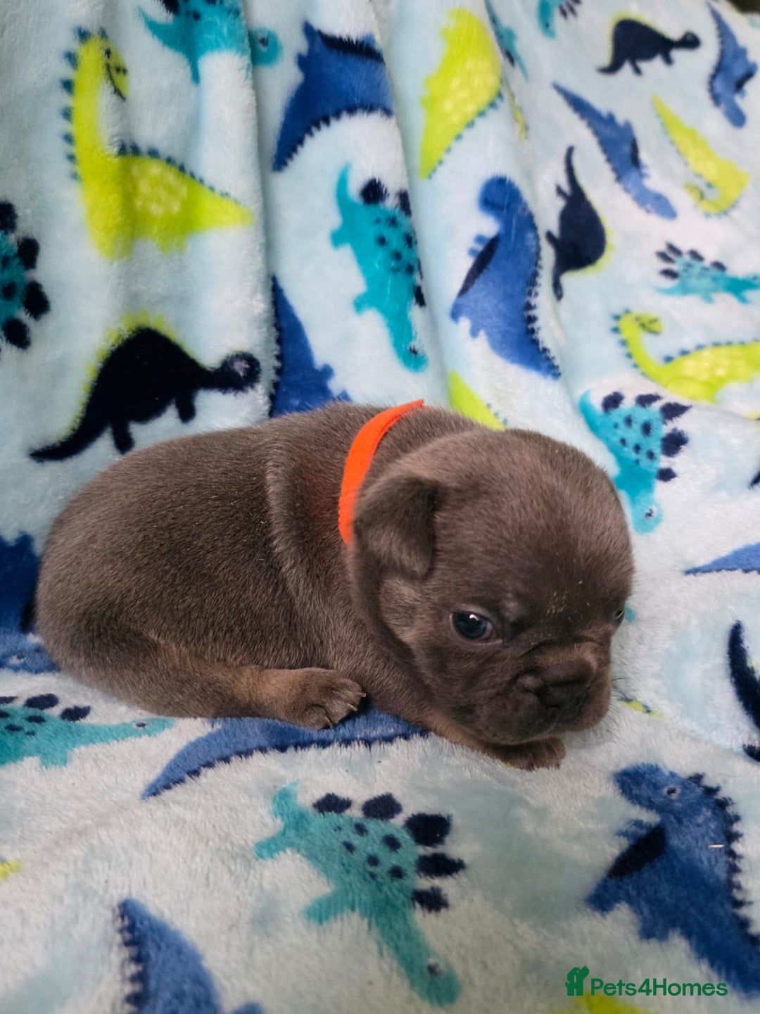 French Bulldog dogs for sale: BEAUTIFUL FRENCH BULLDOG PUPPIES  - Advert 14