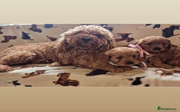Cavapoo dogs for sale: Ruby red cavapoo puppies - Image 6