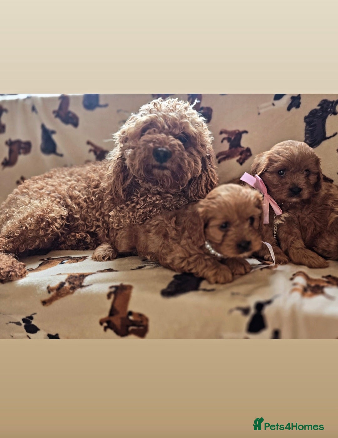 Cavapoo dogs for sale: Ruby red cavapoo puppies - Image 6