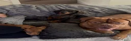 Dogue De Bordeaux dogs for sale: Dogue de bordeux in Solihull - Advert 1