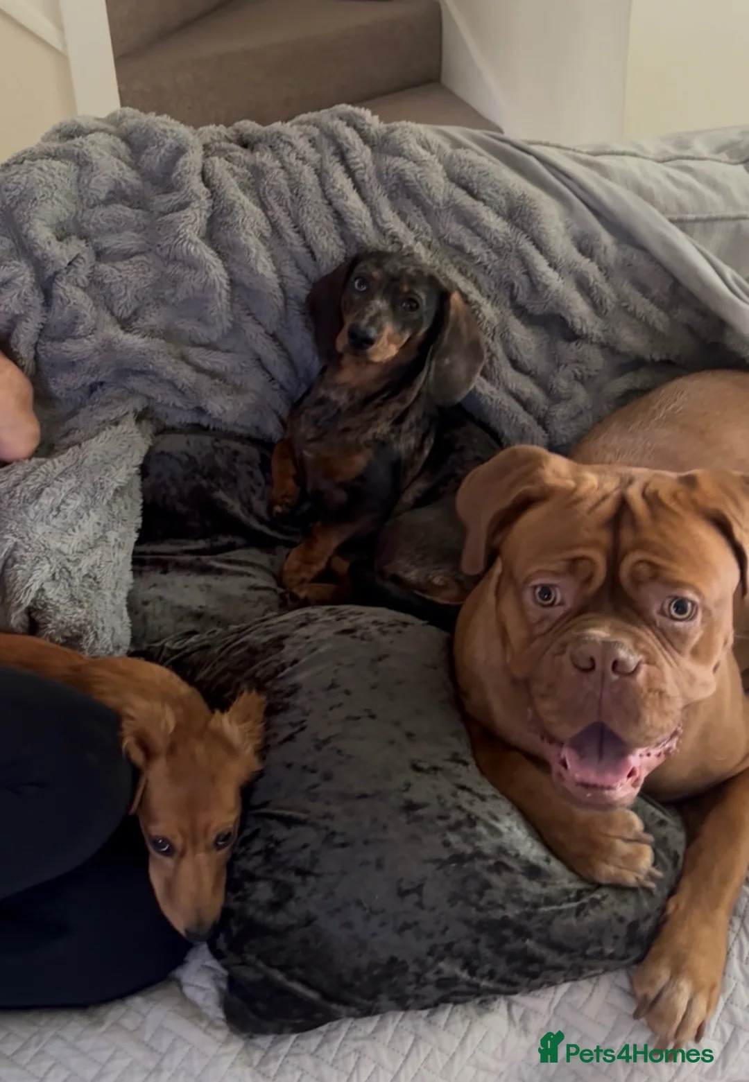 Dogue De Bordeaux dogs for sale: Dogue de bordeux in Solihull - Advert 1