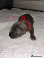 Cane Corso Puppy 12